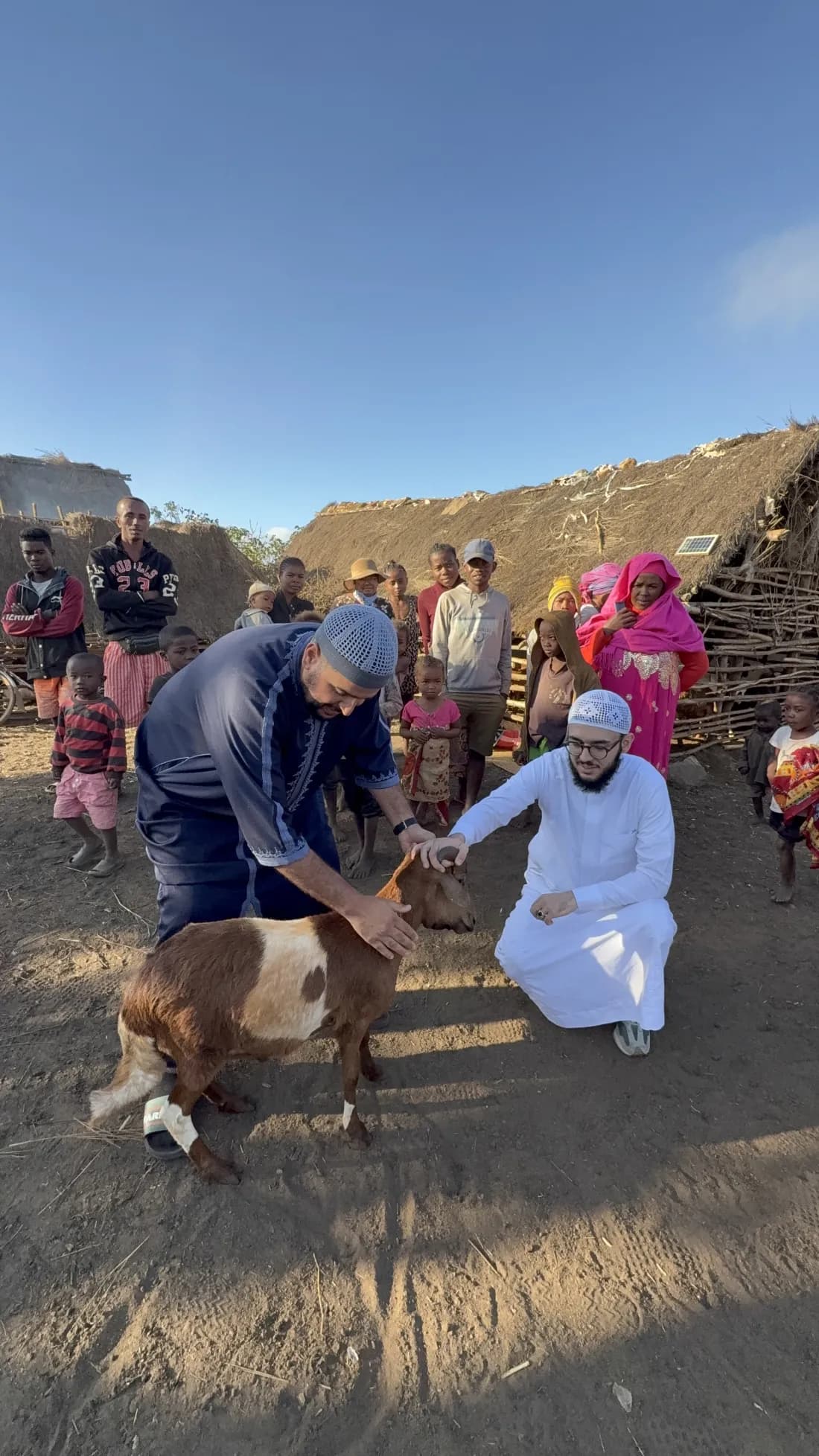 Mouton prêt pour le sacrifice conforme à la Sounnah