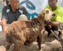 Video proof of the nominative sacrifice