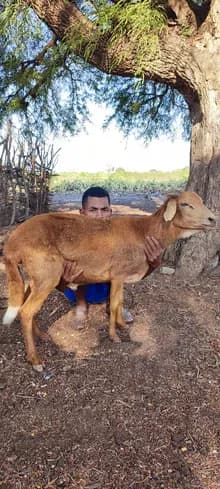 Free-range sheep raised for sacrifice