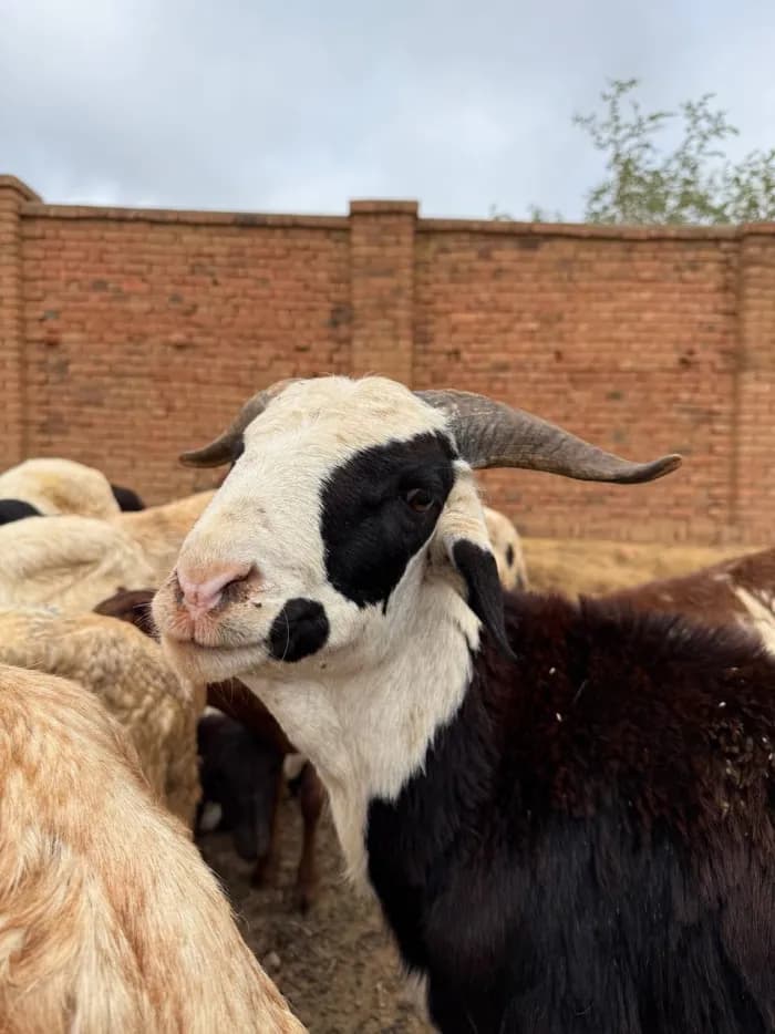 Famille bénéficiaire du sacrifice Qurban
